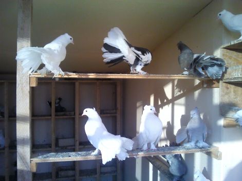 img_20110808_185024.jpg